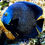 Thumbnail: French Angelfish (Pomacanthus paru) - Saltwater Aquarium Fish