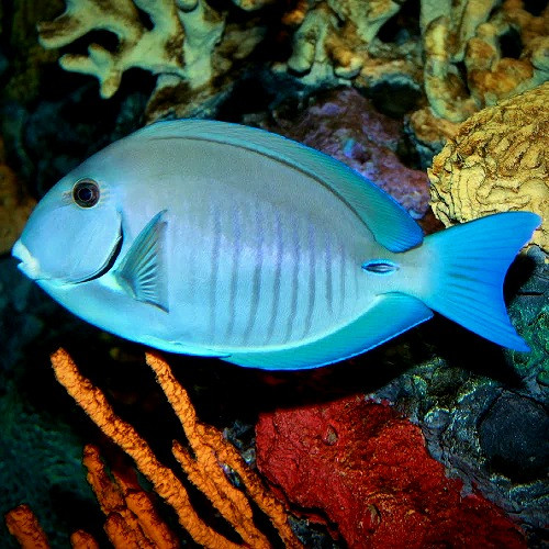 Doctorfish Tang | Acanthurus chirurgus | Fisheee.com