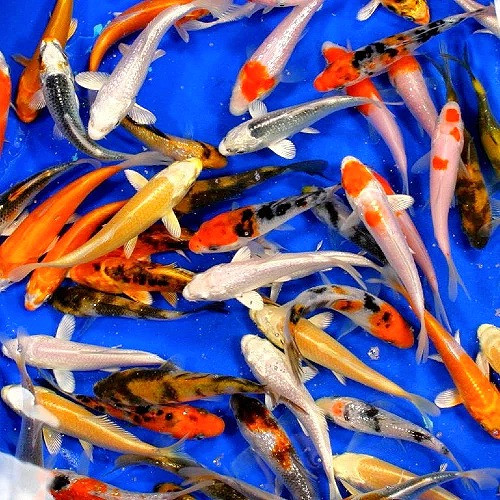 Assorted Grade Koi Cyprinus rubrofuscus
