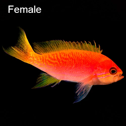 Thumbnail: Female Two-Spot Anthias (Pseudanthias bimaculatus)