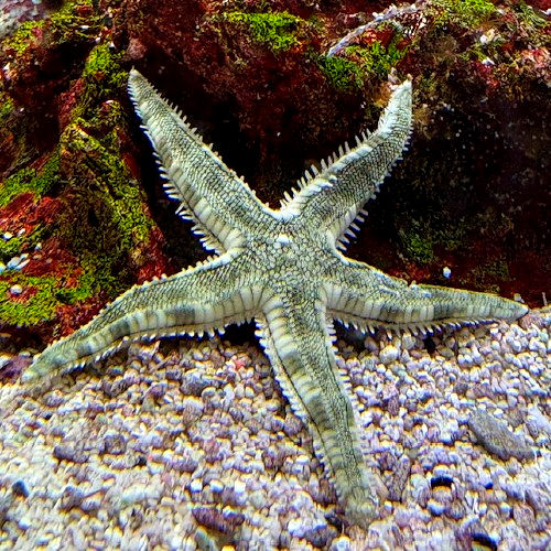 Sand Sifting Sea Star (Astropecten polycanthus) - Marine Aquarium Inverebrate