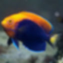 African Flameback Angelfish (Centropyge acanthops) - Saltwater Aquarium Fish