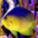Colin’s Angelfish (Centropyge colini) - Saltwater Aquarium Fish