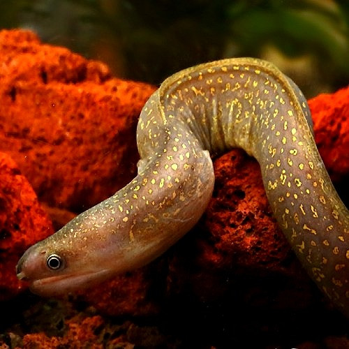 Indian Mud Moray Eel Gymnothorax tile