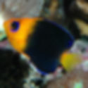 Joculator Angelfish (Centropyge joculator) - Saltwater Aquarium Fish
