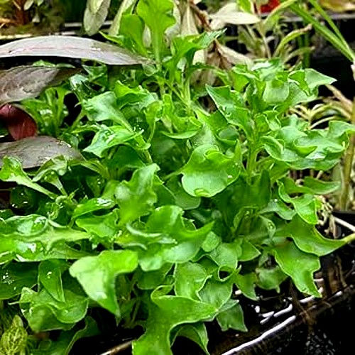 Thumbnail: Alternanthera bettzickiana 'Green' - Live Aquarium Plants