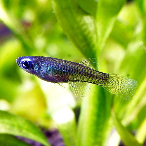 Lamp Eye Killifish (Poropanchax normani) - Freshwater Aquarium Fish