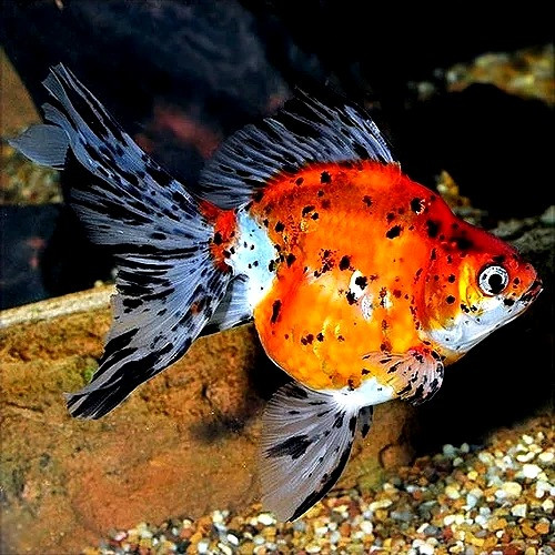 Image showcasing Image result for goldfish tank built into shelves