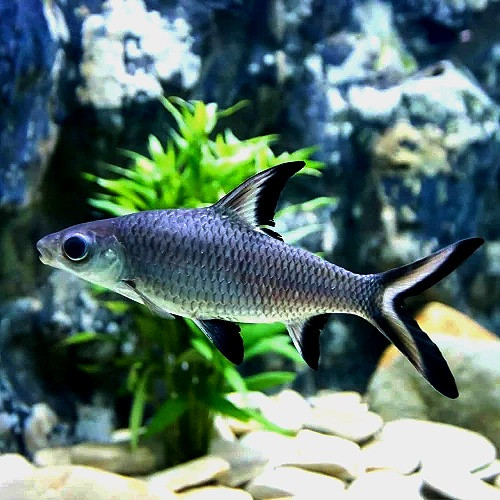 Balera Fish Bala Shark – Balantiocheilos melanopterus | Fisheee.com