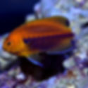 Fisher’s Angelfish (Centropyge fisheri) - Saltwater Aquarium Fish