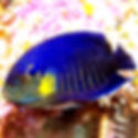 Yellow Pygmy Angelfish (Centropyge flavicauda) - Saltwater Aquarium Fish