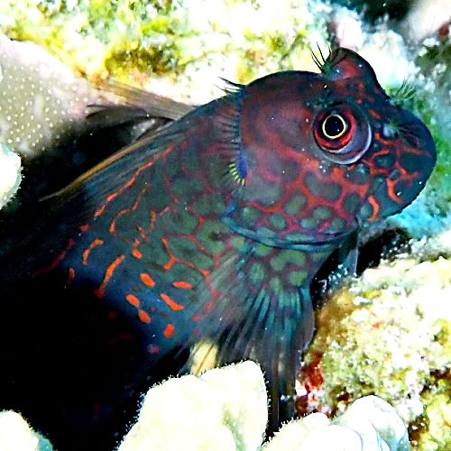 Thumbnail: Ember Blenny (Cirripectes stigmaticus) -Saltwater Aquarium Fish
