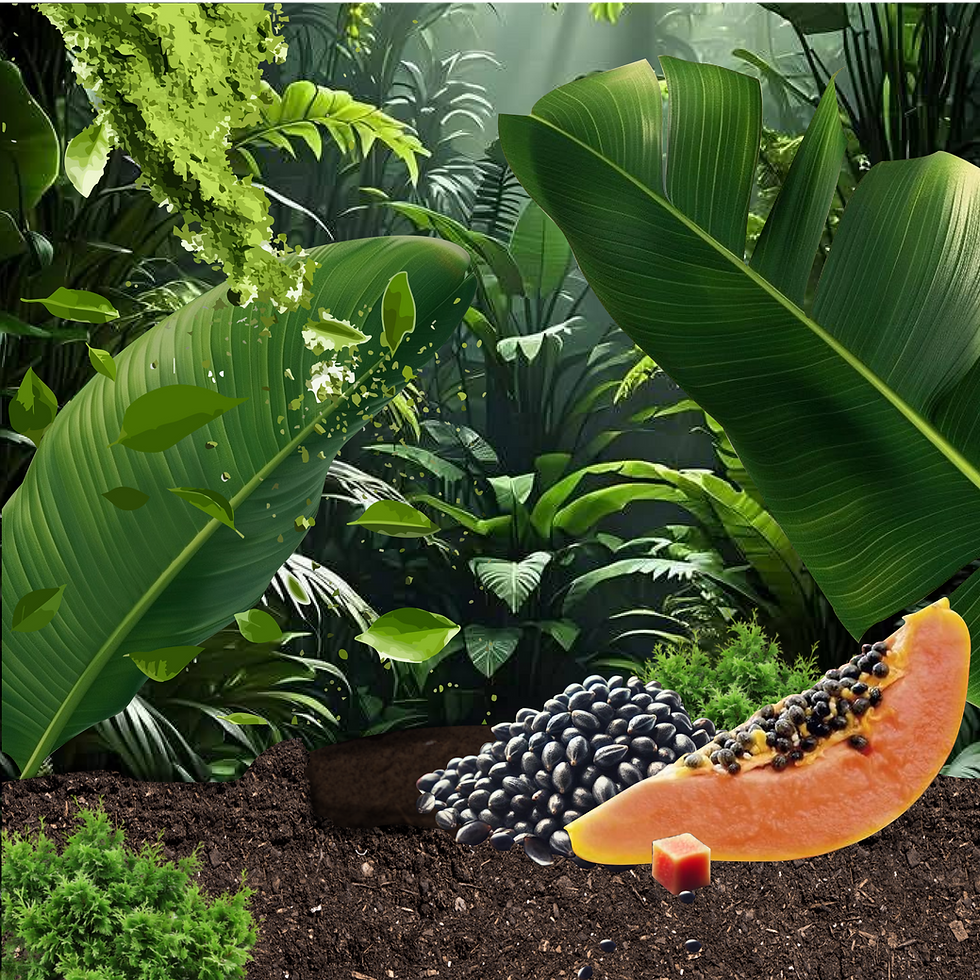 Sea moss BG Motion-04.png