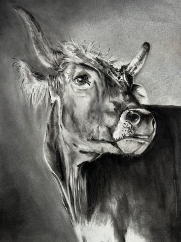 Charcoal cow drawing