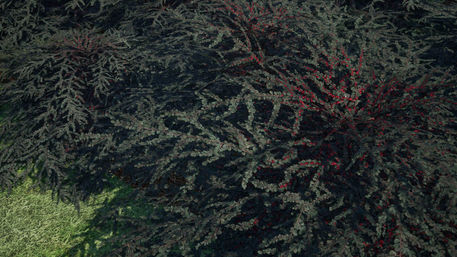 CotoneasterSample3.jpg