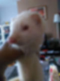 Kitty Scratch