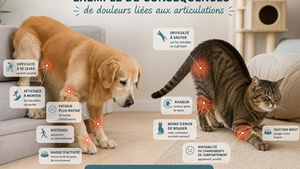 Glucosamine et chondroïtine, démêler le vrai du faux