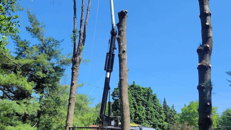 Abattage Arbtec est une entreprise de services d'arbres spécialisée en élagage (émondage) et en abattage d'arbres, essouchement, taille fruitière, haubanage. Abattage et élagage d'arbres effectué par des professionnels à Valleyfield, Ouest de l’Île (West Island), Rive-Sud de Montréal. Service d’arbres d’urgence 24/7. Contactez-nous pour une soumission gratuite pour vos besoins en services d’arboriculture à Valleyfield, Ouest de l’Île (West Island), Rive-Sud de Montréal.