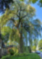 Arbres après un service d’élagage professionnel par Arbeau-Fleuri, service offert sur la rive-nord et rive-sur de Québec.