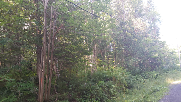 Pascal Nicol Foresterie offre une gamme complète de services forestiers. Aménagement forestier, abattage d'arbres, le débardage forestier, la sylviculture, l'engagement environnemental 
et la création de revenus durables, nous répondons à tous vos besoins. Que ce soit pour un terrain privé, résidentiel, au chalet, près d'un lac, d'une rivière ou d'un ruisseau, 
nous rendons possible l'aménagement harmonieux d'un boisé. Par l'éclaircissement des broussailles, la récolte stratégique d'arbres ou l'ouverture de sentiers, nous favorisons un 
peuplement forestier sain, résistant à la maladie. Nous desservons les municipalités de Lac-Etchemin, Saint-Benjamin, Saint-Camille-de-Leillis, Saint-Cyprien, Sainte-Aurélie, 
Sainte-Justine, Sainte-Rose-de-Watford, Sainte-Sabine, Saint-Louis-de-Gonzague, Saint-Luc-de-Bellechasse, Saint-Magloire, Saint-Prosper, Saint-Zacharie, Saint-Philibert, Saint-Georges, 
Notre-Dame-des-Pins, Beauceville, Saint-Joseph, Vallée-Jonction, Saint-Odilon-de-Cranbourne, Saints-Ange, Frampton, Saint-Léon-de-Stadon, Saint-Nazaire-de-Dorchester, Saint-Malachie et 
Saint-Just-de-Bretenières dans la MRC des Etchemins. Faites confiance à Pascal Nicol Foresterie pour la gestion et la transformation de votre forêt.