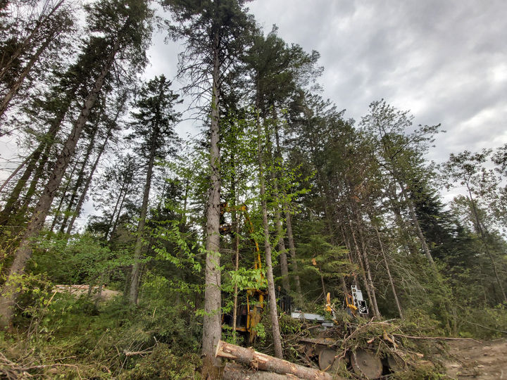 Pascal Nicol Foresterie offre une gamme complète de services forestiers. Aménagement forestier, abattage d'arbres, le débardage forestier, la sylviculture, l'engagement environnemental 
et la création de revenus durables, nous répondons à tous vos besoins. Que ce soit pour un terrain privé, résidentiel, au chalet, près d'un lac, d'une rivière ou d'un ruisseau, 
nous rendons possible l'aménagement harmonieux d'un boisé. Par l'éclaircissement des broussailles, la récolte stratégique d'arbres ou l'ouverture de sentiers, nous favorisons un 
peuplement forestier sain, résistant à la maladie. Nous desservons les municipalités de Lac-Etchemin, Saint-Benjamin, Saint-Camille-de-Leillis, Saint-Cyprien, Sainte-Aurélie, 
Sainte-Justine, Sainte-Rose-de-Watford, Sainte-Sabine, Saint-Louis-de-Gonzague, Saint-Luc-de-Bellechasse, Saint-Magloire, Saint-Prosper, Saint-Zacharie, Saint-Philibert, Saint-Georges, 
Notre-Dame-des-Pins, Beauceville, Saint-Joseph, Vallée-Jonction, Saint-Odilon-de-Cranbourne, Saints-Ange, Frampton, Saint-Léon-de-Stadon, Saint-Nazaire-de-Dorchester, Saint-Malachie et 
Saint-Just-de-Bretenières dans la MRC des Etchemins. Faites confiance à Pascal Nicol Foresterie pour la gestion et la transformation de votre forêt.