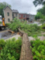 Urgence bris d'arbre.jpg