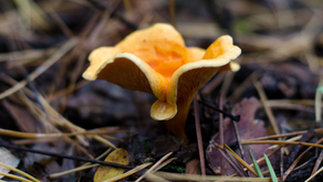 Mushrooms. Yummy or Deadly? 