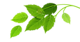 Group of Green Leaves