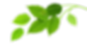 Group of Green Leaves