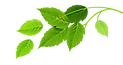 Group of Green Leaves