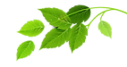 Group of Green Leaves