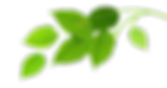 Group of Green Leaves