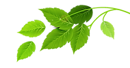 Gruppe von Green Leaves