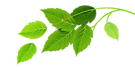 Groupe de feuilles vertes