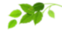 Group of Green Leaves
