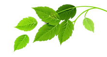 Group of Green Leaves