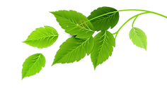 Grupo de folhas verdes