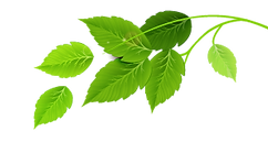 Group of Green Leaves