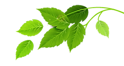 Groupe de feuilles vertes