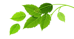 Group of Green Leaves