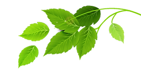 Groupe de feuilles vertes