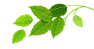 Groep van groene bladeren