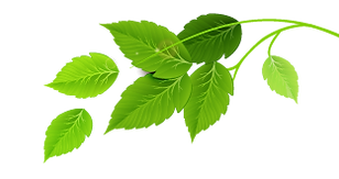 Groep van groene bladeren