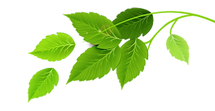 Group of Green Leaves