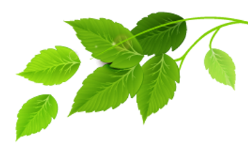 Ilustración de hoja verde