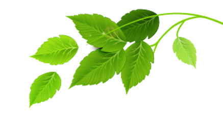 Grupo de hojas verdes