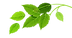 Grupo de folhas verdes