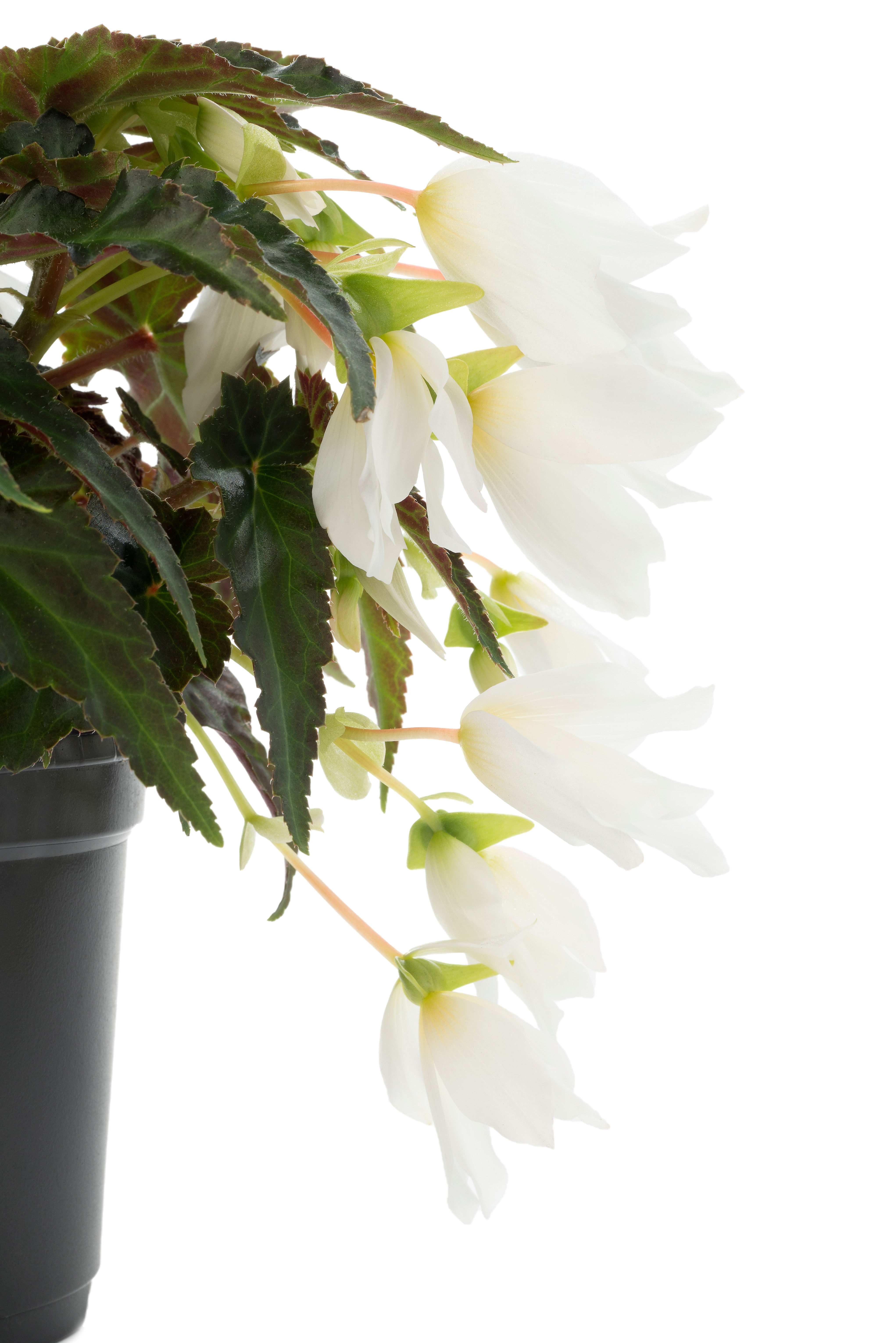 Beauvilia White