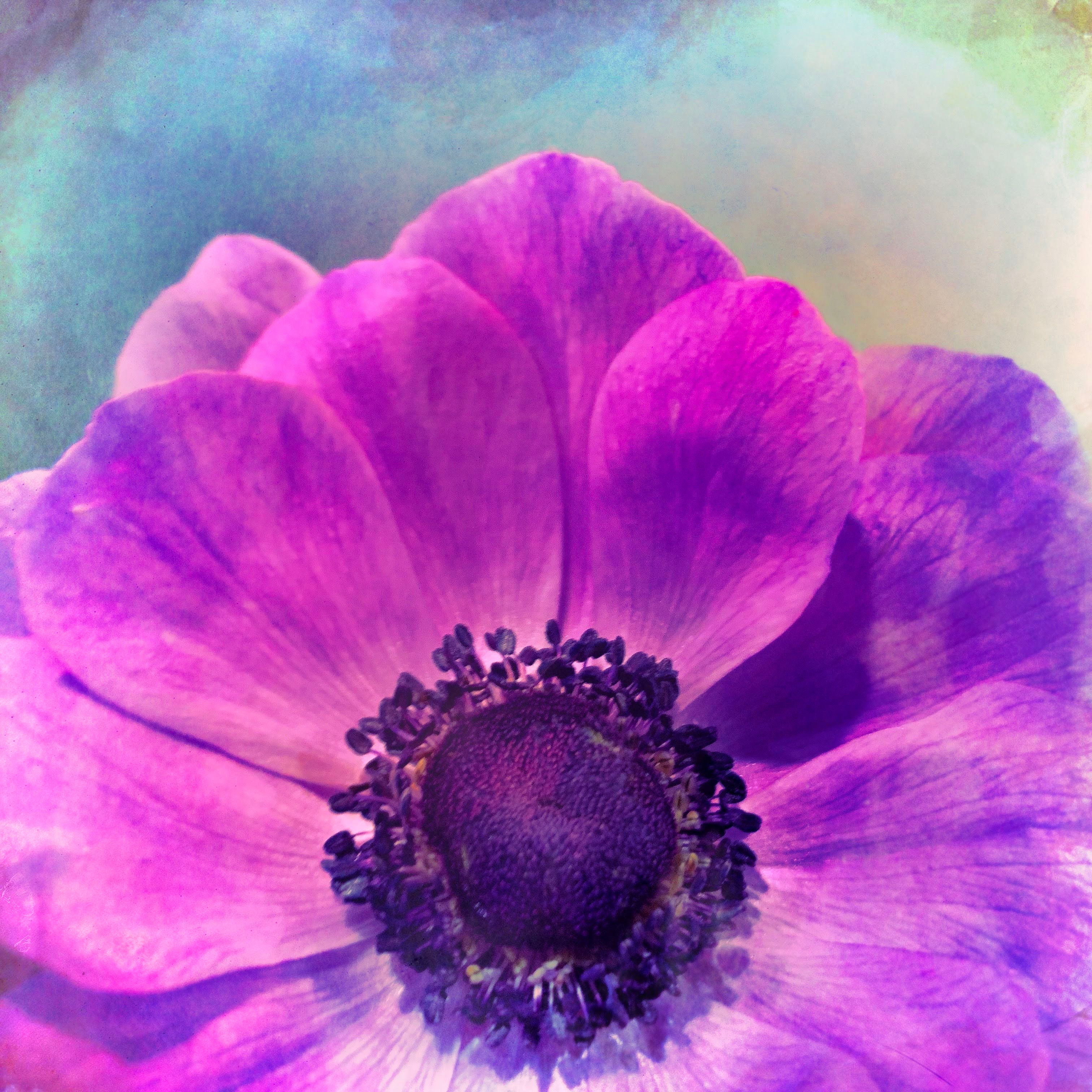 Anemone