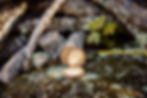DSC04454-2.jpg